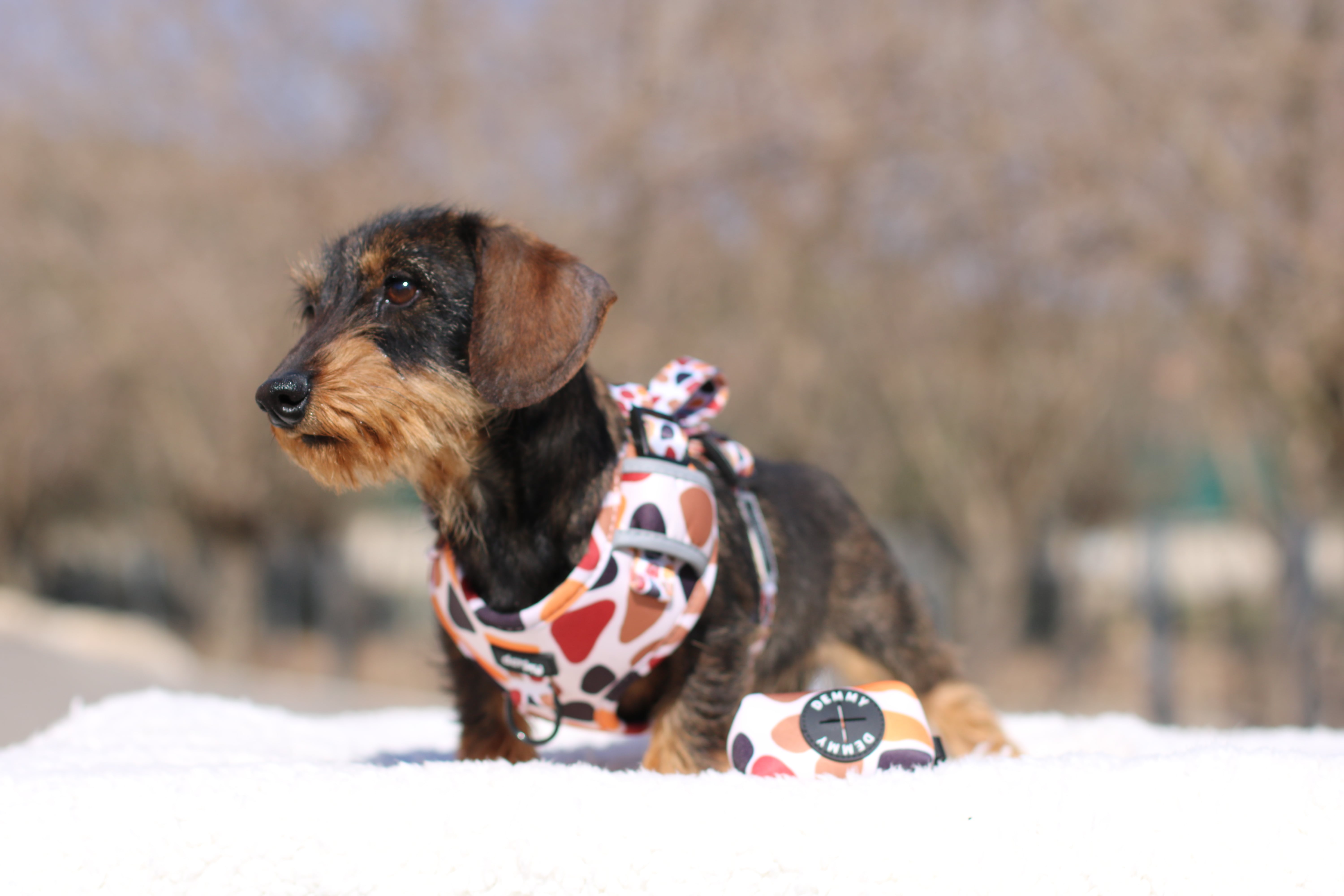 Cachorro Teckel: Cómo comprar el mejor cachorro de una camada de criador Teckel